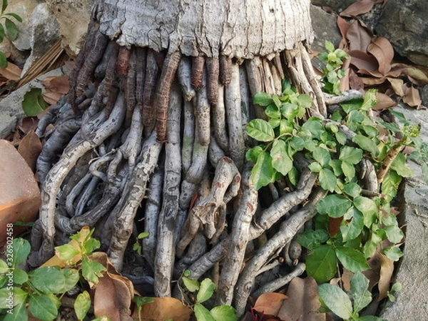 Fototapeta Roots of palm tree texture background.