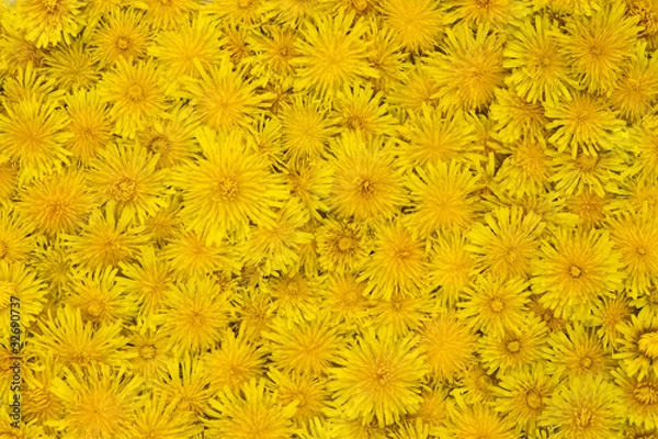 Obraz Yellow background with dandelion