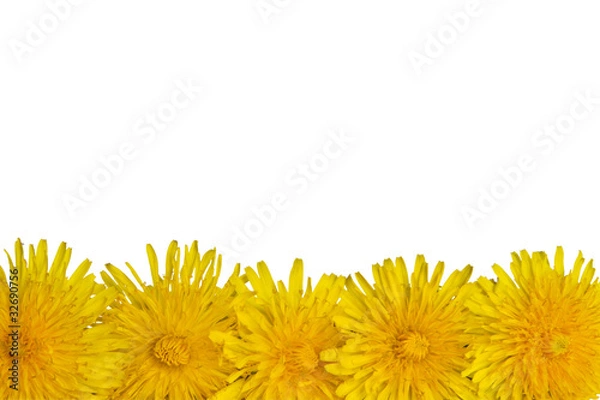Obraz Dandelion isolated on white background