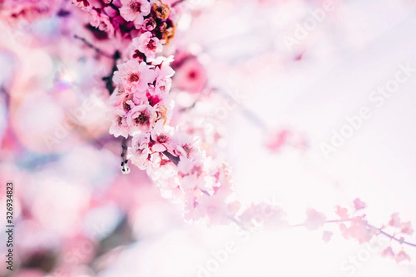 Obraz Cherry blossoms