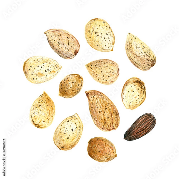 Fototapeta Set of almonds on a white background. Peeled nuts and whole nuts in shell. Drawing with colored pencils.