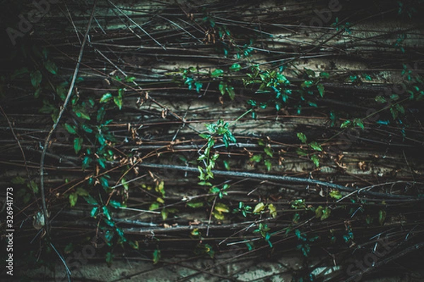 Obraz vines on wall