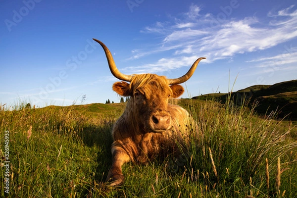Obraz Highland Cattle