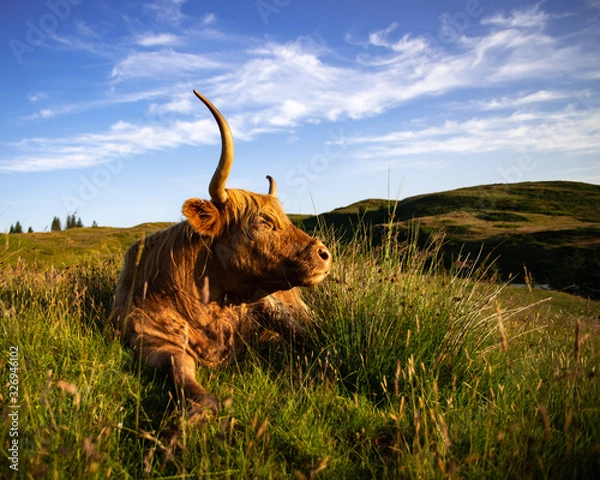 Obraz Highland Cattle