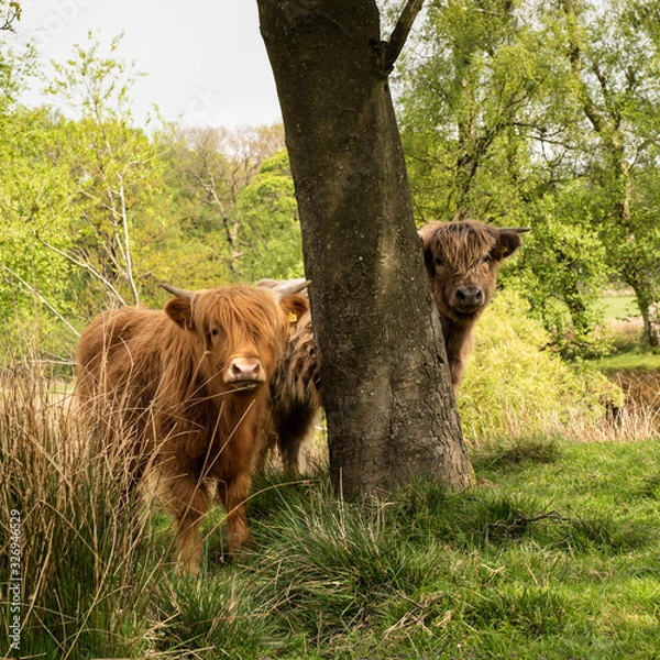 Obraz Highland Cattle