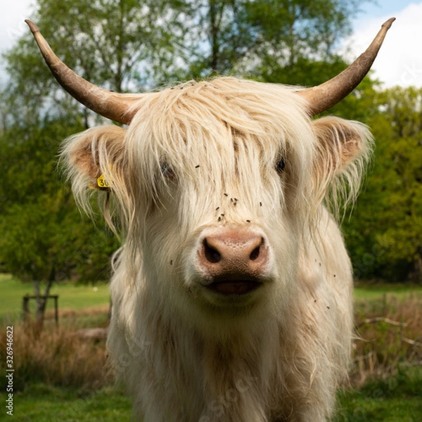 Obraz Highland Cattle