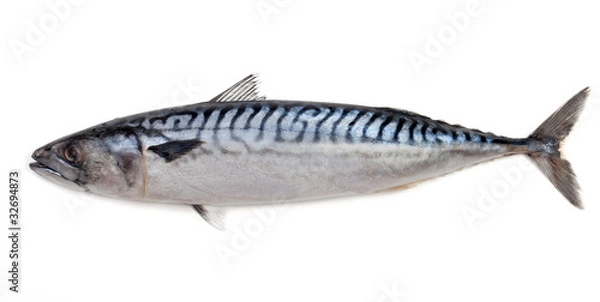 Obraz Makrela na białym tle