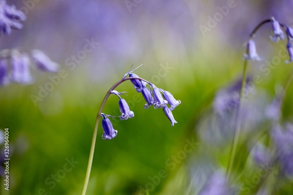 Obraz Bluebells