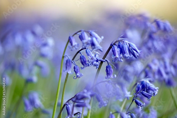 Obraz Bluebells