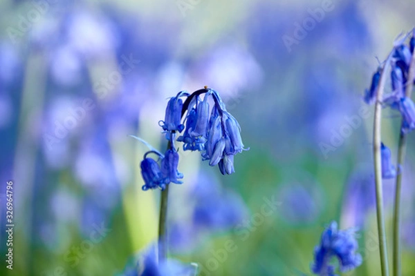 Obraz Bluebell in shade