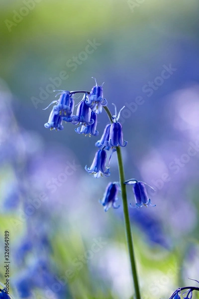Obraz Bluebells