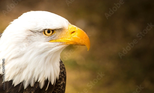 Obraz aguila perfil