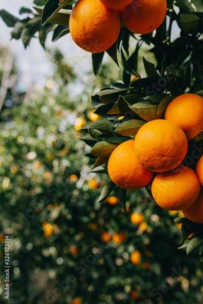 Fototapeta Orange in A TREE