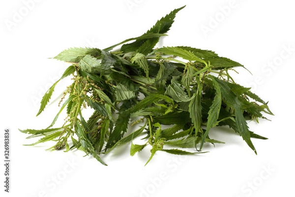 Obraz Nettle isolated on white