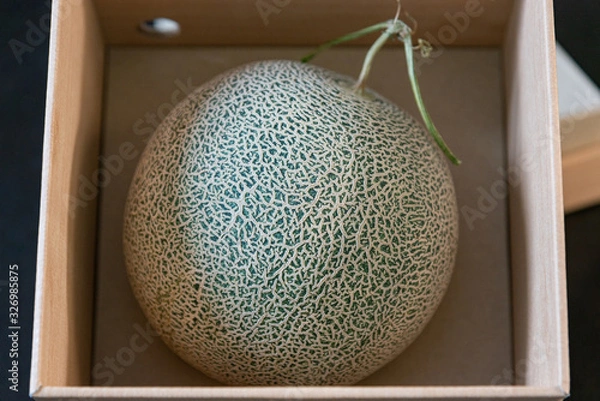 Obraz High quality Japan melon