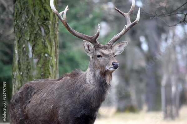 Obraz Dybowskii Deer Portrait in Winter Head Close Up