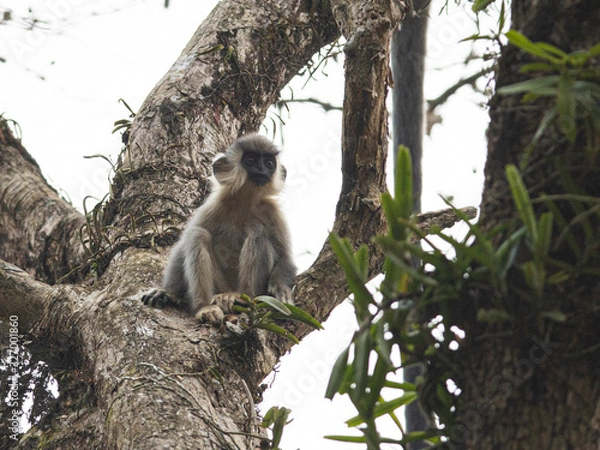 Obraz capped langur baby