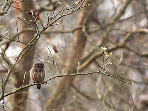 Obraz sowa pręgowana