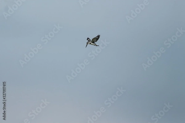Fototapeta A pied Kingfisher in Tanzania