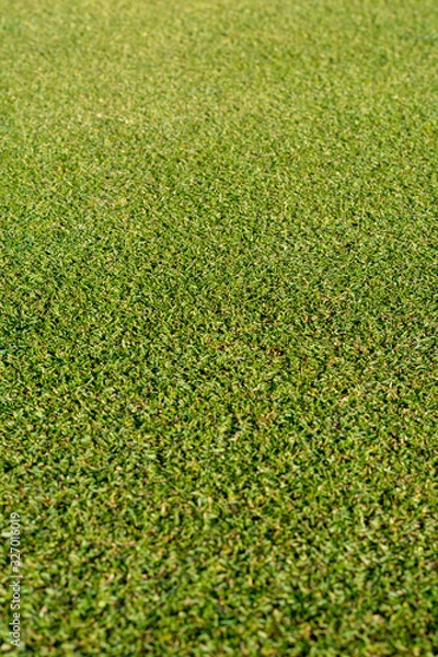 Fototapeta Background with well-kept green grass lawn on large golf course, green section