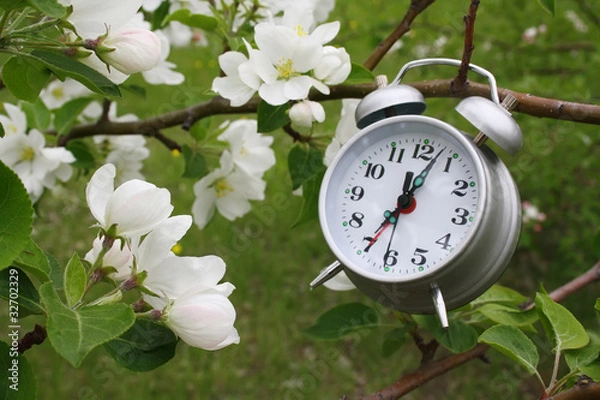Obraz Blossoming branch of an apple-tree and alarm clock