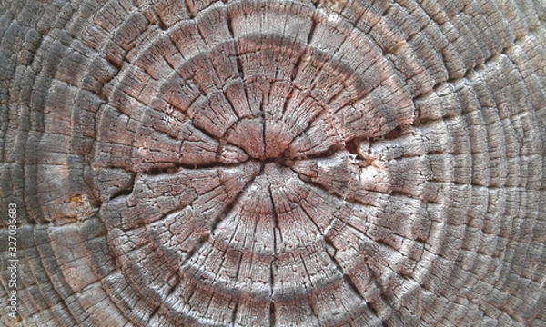 Obraz Wood  texture