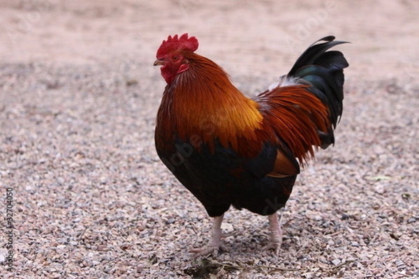 Obraz Rostroter Hahn