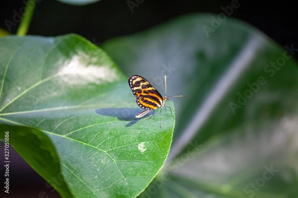 Obraz Small orange-black butterfly sitting on a large green leaf and illuminated by the sun's rays