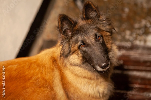 Obraz A stare of brown eyes of a dog with honey hair