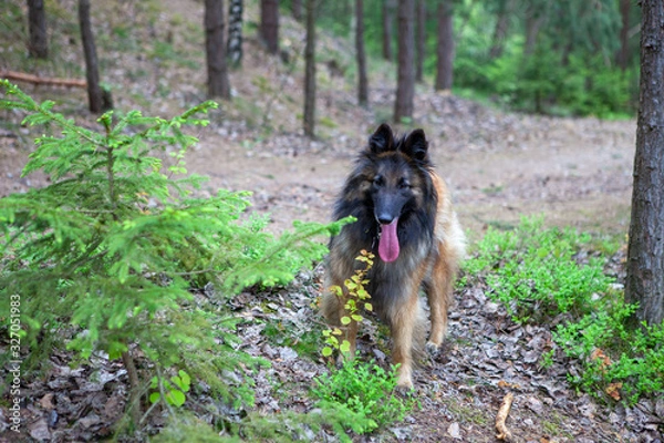 Obraz Beautiful brown black Belgian Shepherd standing next to a forest path with a washed-up big pink tongue