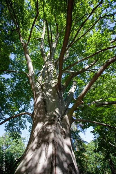 Obraz A view of the crown of an old trashy tree with green leaves