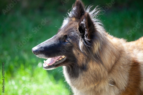 Obraz Detail of the head of a beautiful brown-black Belgian Shepherd