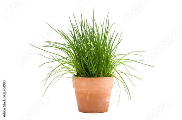 Obraz Szczypior w kwiacie