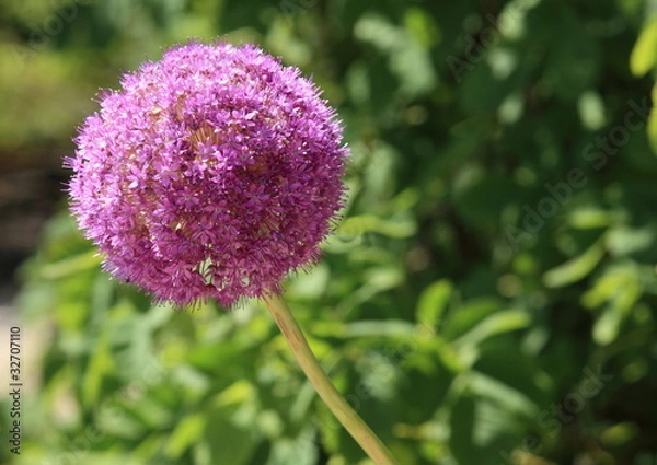 Obraz fleur de l'ail