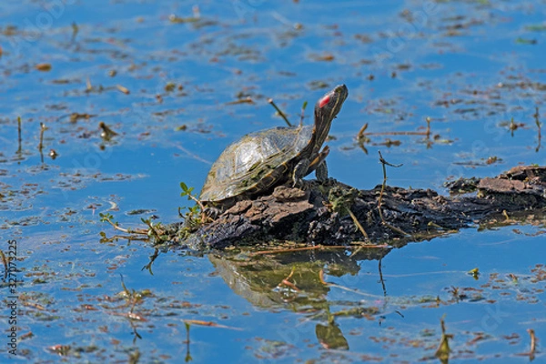 Obraz Red Eared Slider Turtle Sunning Himself