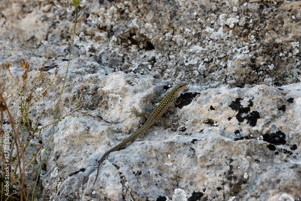 Fototapeta Lizard on the rock