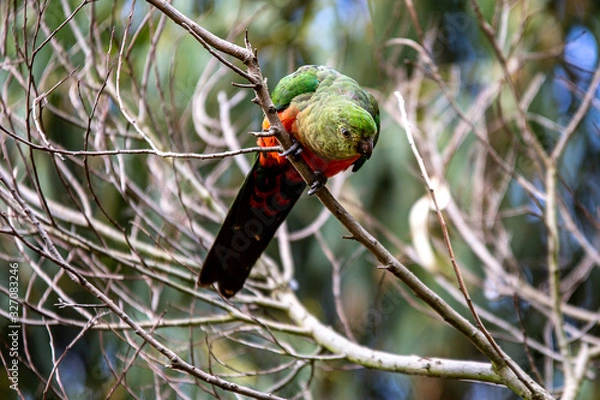 Obraz Australian King-Parrot