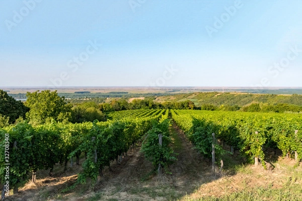 Fototapeta vineyard