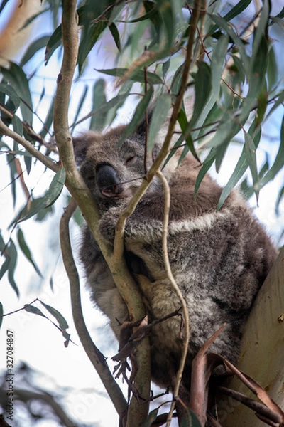 Obraz Koala at Kennett River