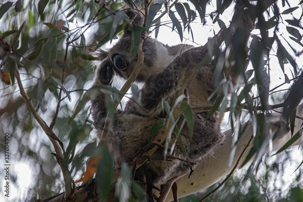 Obraz Koala at Kennett River