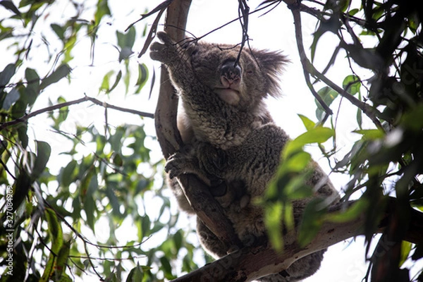 Obraz Koala at Kennett River