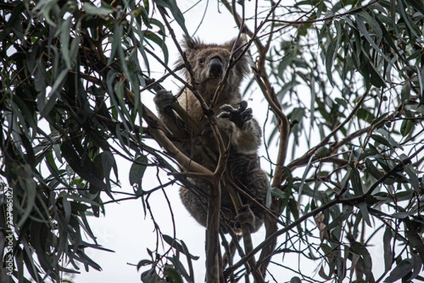 Obraz Koala at Kennett River
