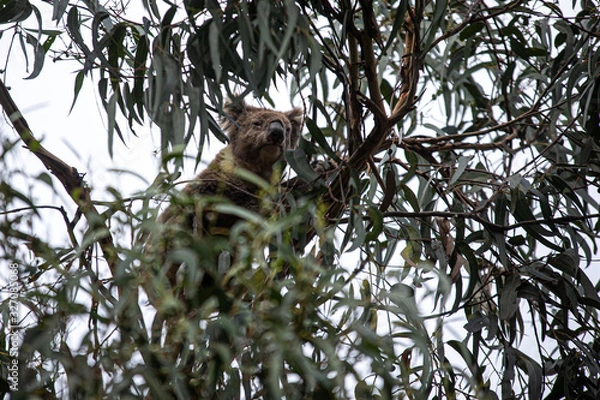Obraz Koala at Kennett River