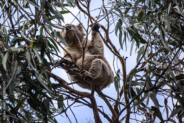 Obraz Koala at Kennett River