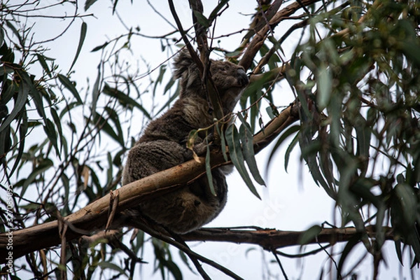 Obraz Koala at Kennett River