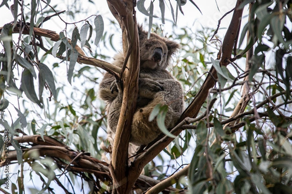 Obraz Koala at Kennett River