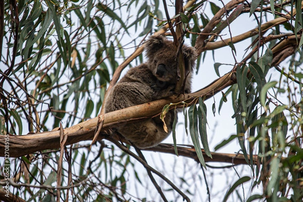 Obraz Koala at Kennett River