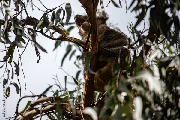 Obraz Koala at Kennett River