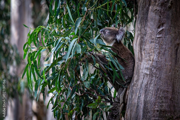 Obraz Koala at Kennett River