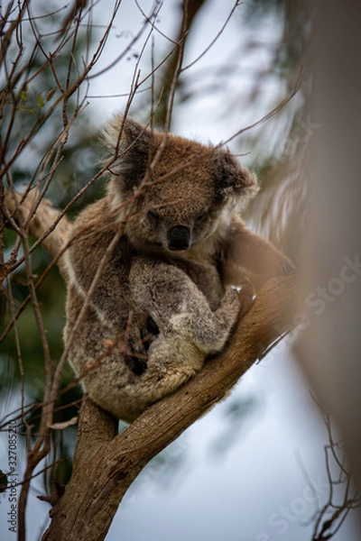 Obraz Koala at Kennett River